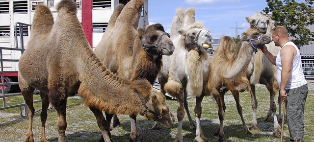 Gehren zur Zirkusfamilie: Die Kamele ...ge auf, lassen sich aber auch reiten.   | Foto: Frey