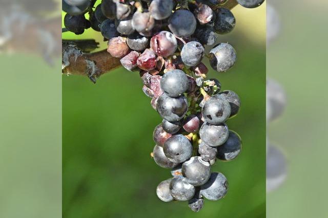 Winzer hoffen auf Insektizid