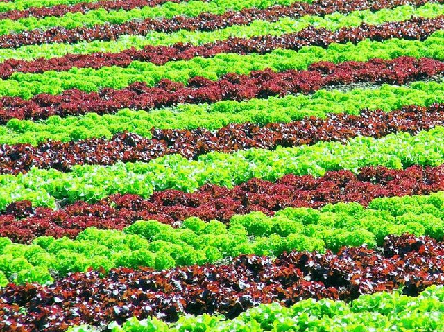 In Reih und Glied: Salatanbau beim Groerzeuger  | Foto: Markus Donner
