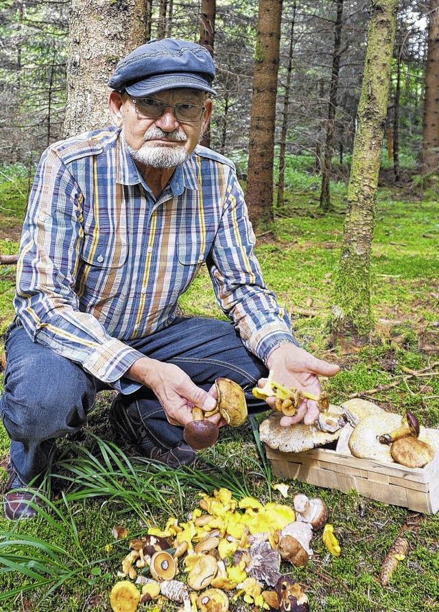 Wie so viele andere auch, streift Helm...enlippe und Pfifferlinge.Bild: Freudig  | Foto: Freudig