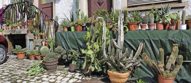 Stacheliges Hobby: Kakteen in allen Fo...ettergott in diesem Sommer das Gieen.  | Foto: Christa Maier