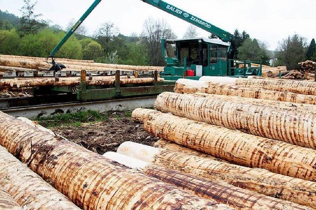 Umstrittene Forstreform: Wie wird der Holzverkauf künftig geregelt?