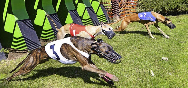 Mit enormer  Beschleunigung schieen die Windhunde aus den  Startboxen.   | Foto: Fotos: Michael Bamberger