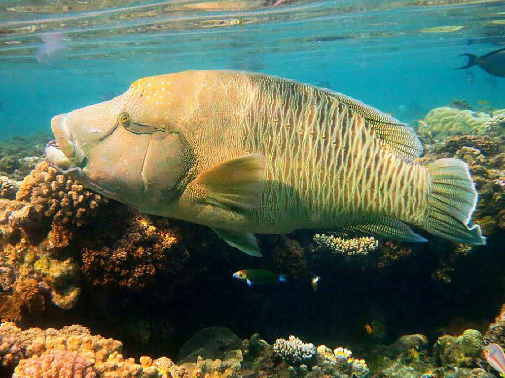 Napoleon-Fisch, gesehen beim Schnorcheln in Ras Banas, Sdgypten