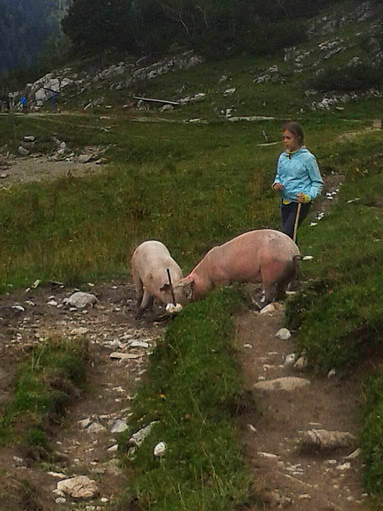 Almschweine, gesehen bei einer Wanderung im Tannheimer Tal, sterreich