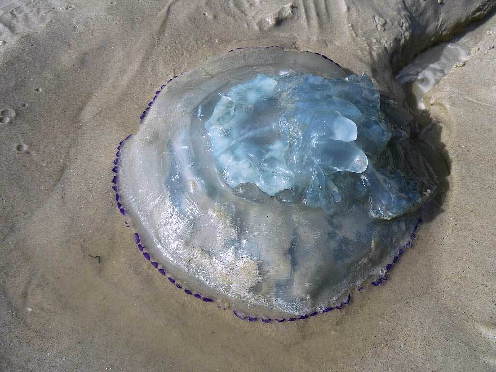 Qualle – 25 Zentimeter Durchmesser – am Strand von St. Peter-Ording