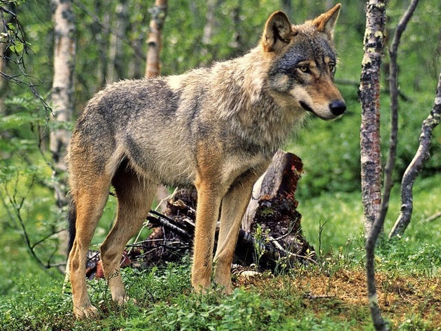 Der Wolf &#8211; bald auch wieder ein Schwarzwald-Bewohner?  | Foto: Bsemann