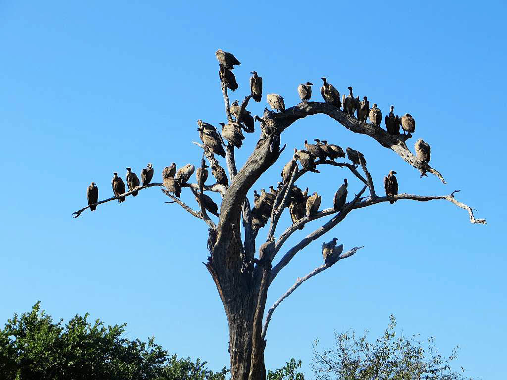 Geier im Chobe-Nationalpark in Botswana