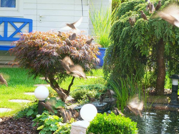 Hans-Dieter Nagel: Auch Stare lieben Garten mit Wasser.