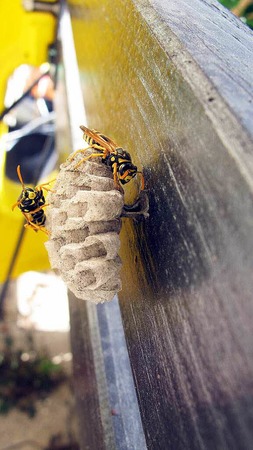 Inge Wenk: Der Garten lebt 1.