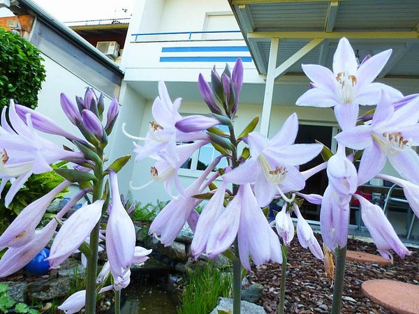 Hans-Dieter Nagel: Hosta