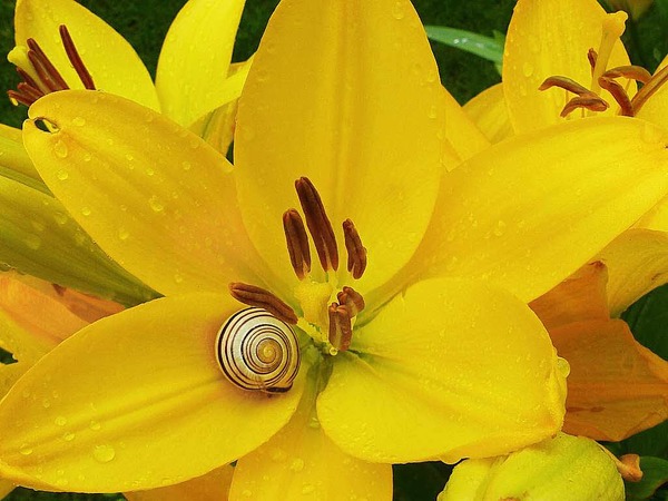 Hans-Dieter Nagel: Auch Schnecken lieben Blumen.