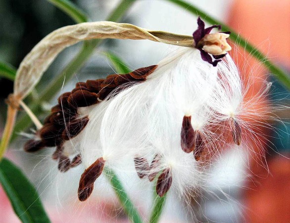 Inge Wenk: Wunderschner Blumensamen