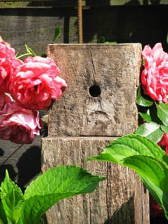Dietmar Keller: Impression...Rosen und ein alter Eichenbalken, aus meinem Garten, den ich leider abgeben musste.