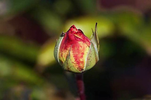 Dietmar Keller: Rosenknospe...aus meinem Garten