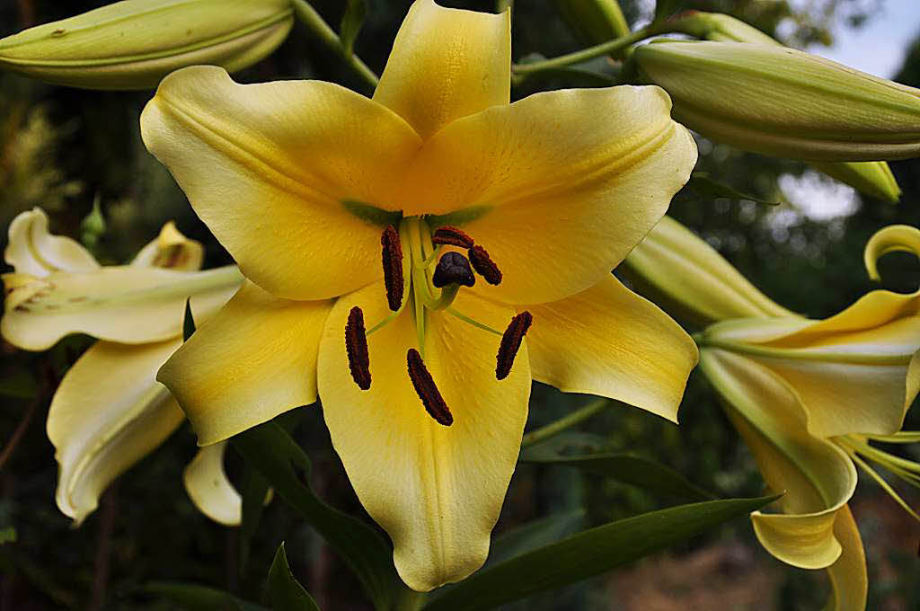 Anneliese Thorn: Die Lilie wchst seit etlichen Jahren in unserem Garten. Es ist jedes Jahr ein herrlicher Anblick. Die Bltenstempel sind ebenso ein Hinkucker. Die Lilie verstrmt ber mehrere Meter einen sehr angenehmen Duft.
