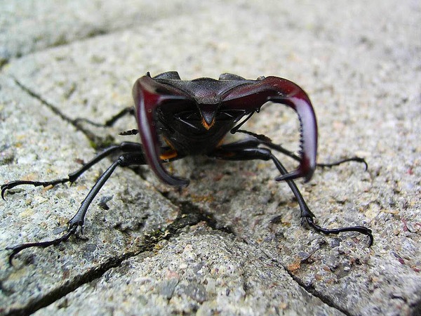 Gerd Mutter: Besucher im Garten
