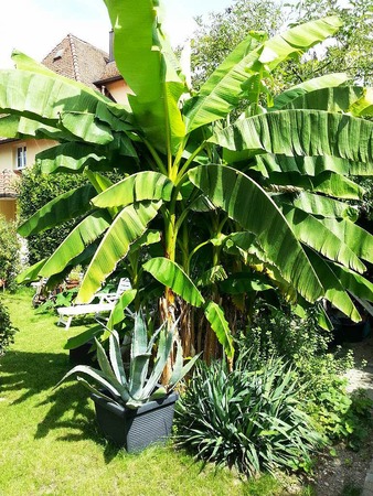 Jessica Graf: Unser eigener Garten hinterm Haus mitten in der Stadt.