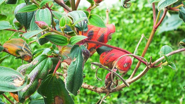 Gerd Mutter: Zu beobachten gibt es im Garten immer wieder prchtige Farbenspiele