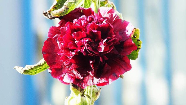 Gerd Mutter: Eine Rose geht am Stock