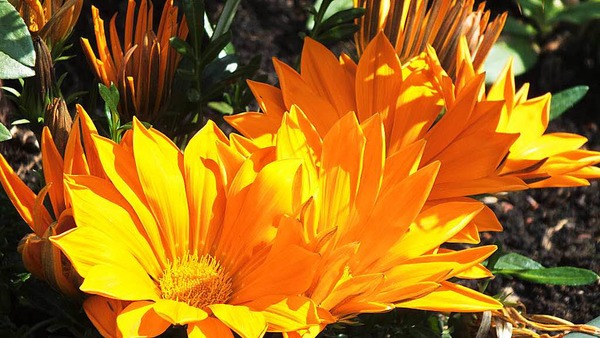 Gerd Mutter: Einfach sonnig