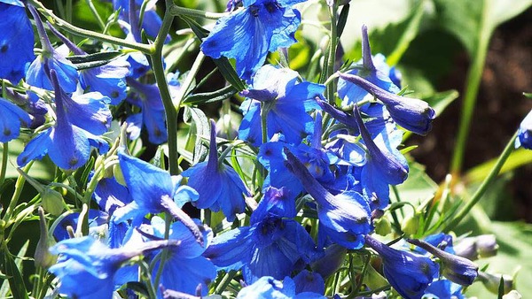 Gerd Mutter:Schn blau, aber giftig