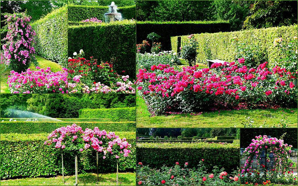 Helga Noor: Sehenswert ist der Rosengarten in der Gnneranlage in Baden-Baden.