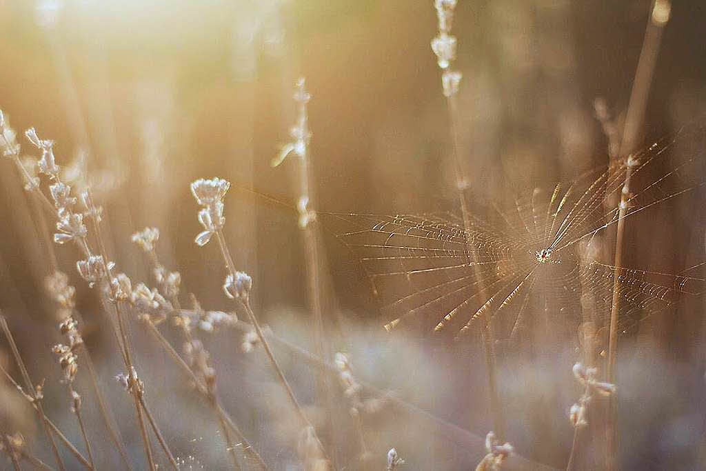 Patrick Mller: Eine Spinne in ihrem Spinnennetz, lichtdurchflutet von der Morgensonne in einem Garten in Eimeldingen.