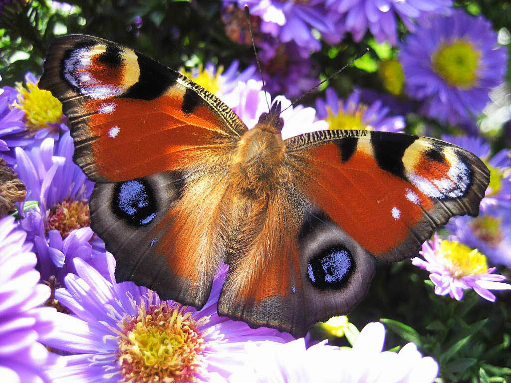 Gudrun Vollmer: Schmetterling (Pfauenauge) auf Herbstastern