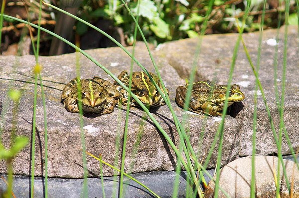 Hans-Dieter Nagel: Garten in Haltingen West - Auch Frsche sonnen sich gerne am Teich.