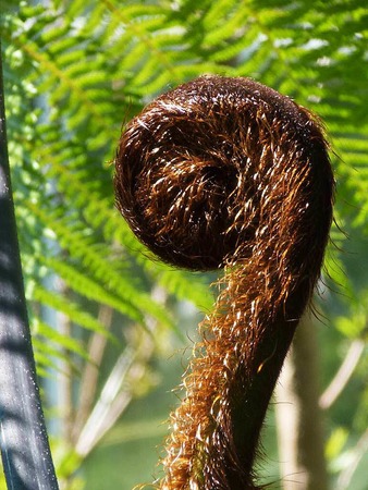 Barbara Rabus: Farn aus dem Botanischen Garten in Dresden