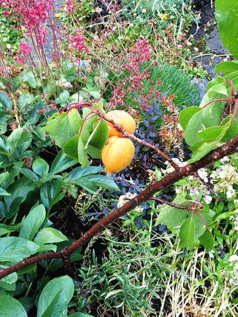 Birgitta Zimmermann: In meinem Garten in Haltingen.