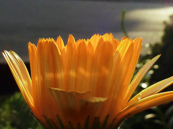 Barbara Rabus: Ringelblume im Garten in Istein