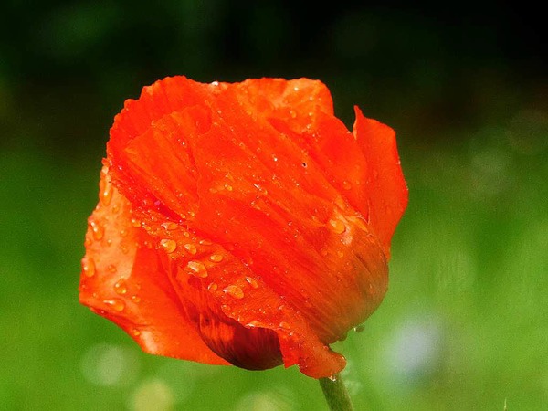 Barbara Rabus: Mohn im Garten in Istein