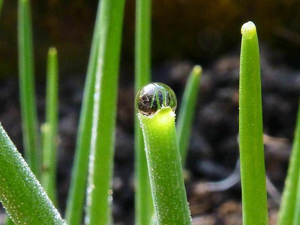 Barbara Rabus: Schnittlauch im Garten in Istein