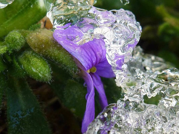 Barbara Rabus: Blaukissen unter Eis im Garten in Istein