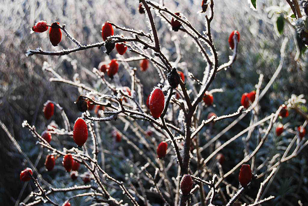 Susanne Mayer: Hagebutten im Winter in unserem Garten in Haltingen.