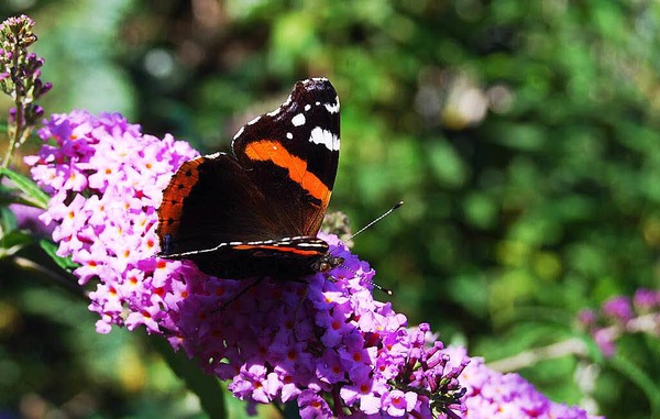 Susanne Mayer: Admiral zu Besuch auf dem Sommerflieder in unserem Garten in Haltingen.