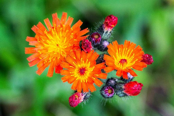Bernd Hoffmann: Orangerotes Habichtskraut. Aufgenommen im heimischen Garten in Maulburg.