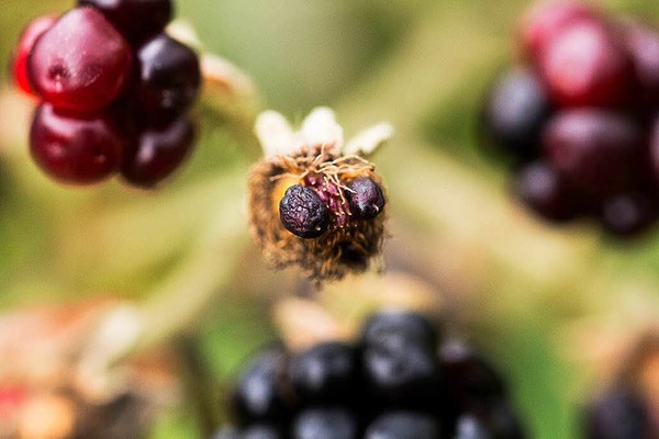 Bernd Hoffmann: Das Gesicht einer vertrockneten Brombeere. Aufgenommen im heimischen Garten in Maulburg.