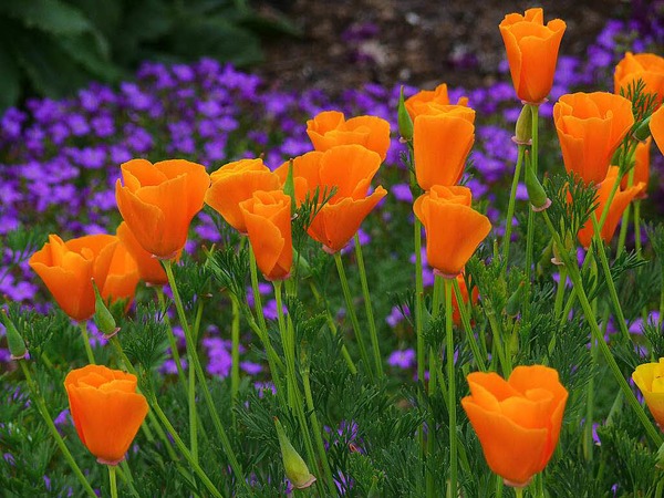 Jrgen Friedlein: Escholzia im Felbrigghall Garden, Norfolk, England