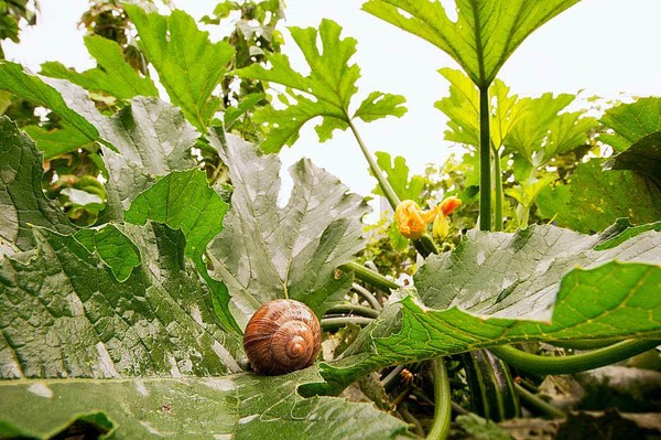 Rolf Reinert: "Mein Freund, der Garten" aus Sicht eines Gartenbewohners.