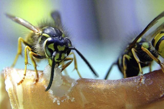 Wespen und Hornissen sind friedfertig