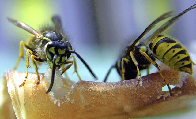 Zwei Wespen machen sich ber eine Scheibe Schinken her.  | Foto: ddp