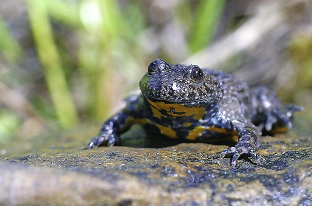 Auch auf dem Langenhard unterwegs: die Gelbbauchunke   | Foto: BZ