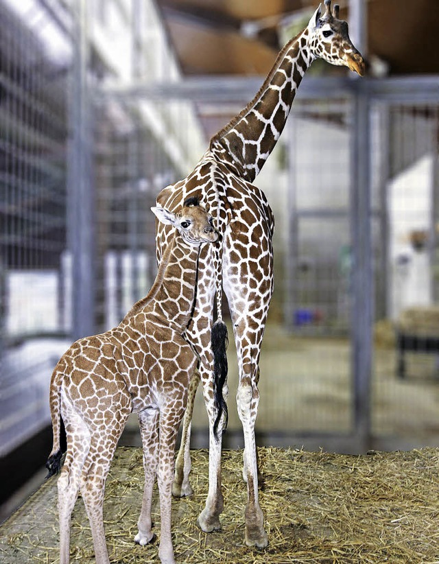 Die Wilhelma und ihre Tiere soll knftig  Stuttgarts Rathaus bezahlen.   | Foto: BZ