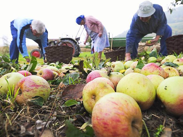 Mhselig und deshalb von Landwirten ni...: Apfelernte auf einer Streuobstwiese   | Foto: Gollrad