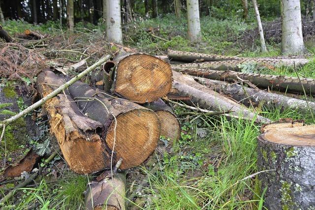 Holz bleibt lange liegen - nasser Boden erlaubt keinen Einsatz schwerer Maschinen
