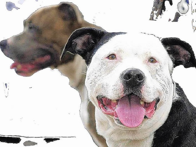 Als   Kampfhunde bezeichnete Hunde, hi... gilt aber: Nicht alle sind aggressiv.  | Foto: dpa