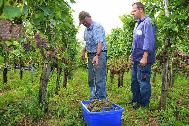 Weinernte: Jahrgang knnte besser werden als gedacht